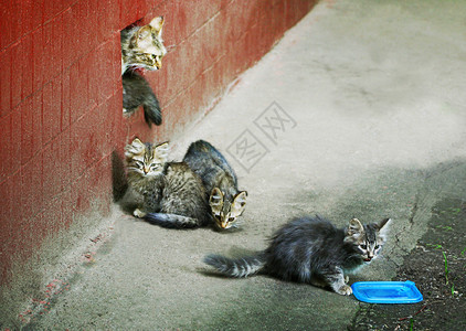 动物群猫妈从房子的地下室里偷窥靠近小猫咪俏皮荒野图片