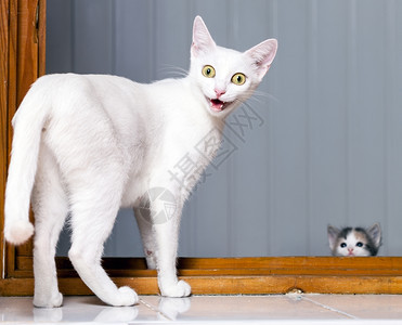 眼睛年轻的胡闹怪猫嘴张开的邪恶小白猫激动图片