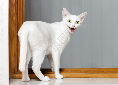 惊喜宠物胡闹的怪猫嘴张开的邪恶小白猫可爱的图片