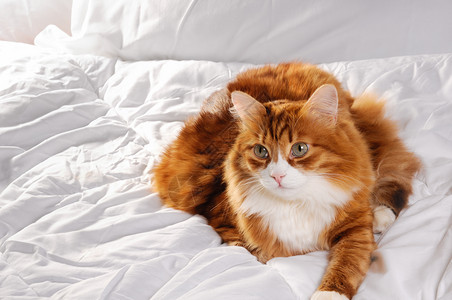 柔软的红色大毛猫在白床上休息特点图片