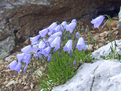 园艺装饰盛开在山上蓝色风铃草高山花朵娇嫩的生长在阿尔卑斯山的苏格兰风铃草田野盛开的蓝色风铃草盛开在山上的蓝色风铃草苏格兰人图片