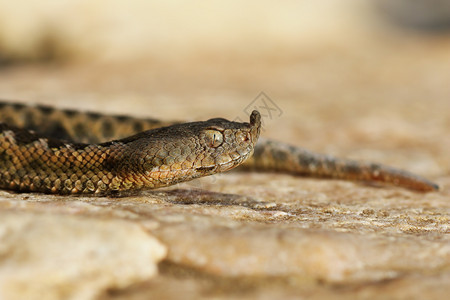 欧洲毒物蛇病者肖像鼻角插头Vipera管这是欧洲最危险和有毒的蛇之一长鼻子荒野爬虫图片