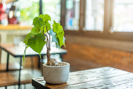 PhilodendronSellouminPlantpot放在木桌和墙壁上窗面白色咖啡店内装饰和复制空间背景的咖啡厅室内房间老旧图片