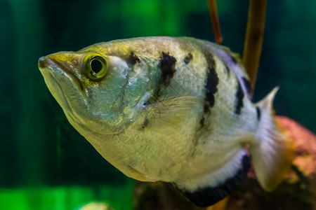 水下常见的一种带条弓箭鱼的脸部水产养殖中的大众水族馆宠物来自印度太平洋的热带动物种等令人笑的近身生活图片