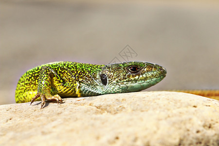 生态Lacertaviridis在自然环境中的绿蜥蜴爬虫学鳞片状的图片