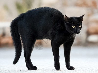 羊毛惊愕黑猫害怕并弯下腰黑猫害怕和侵略黑猫害怕并弯下腰黑猫害怕和侵略恐惧图片