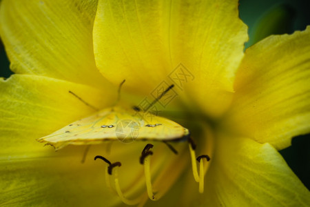 坐在黄色百合圆上一只多彩无云的蝴蝶生物学番泻叶休息图片
