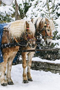 平头天两匹马在雪下的水晶中冬眠图片