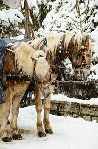 动物群两匹马在雪下的水晶中大纷飞动物图片