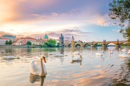 老的旅行天鹅捷克Charles桥和布拉格市天际的著名标志图象图片