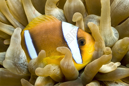 生物学深的毒液红海鳕鱼两条带的阿内莫尼鱼Amphiprion双红海埃及图片