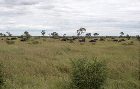 草食动物非洲南部Kruger公园的团体buffela稀树草原自然图片