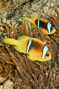 比辛图斯红海鳕鱼两带的阿内莫尼鱼Amphiprionbicnitus埃及红海临野生动物图片