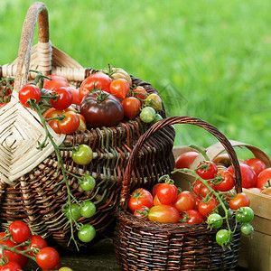 新鲜的变化传家宝品种西红柿在乡村餐桌上的篮子里五颜六色的番茄红黄橙Harvest蔬菜烹饪概念传家宝品种西红柿在篮子里五颜六色的番图片
