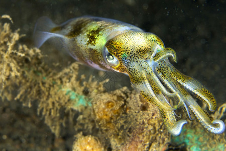 水下北苏拉威西印度尼亚洲野生动物潜水图片