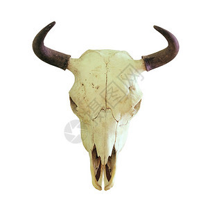 濒危自然欧洲野牛BisonByesonsus白底孤立的狩猎奖杯水牛图片