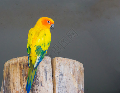 肖像分支充满活力从背面看美丽的Jandaya鹦鹉展示它的多彩羽毛和镜头图片