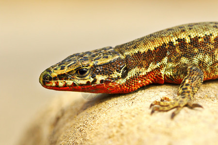 爬行动物捕食者红色的美丽波达西斯马利男近身普通的墙状蜥蜴图片