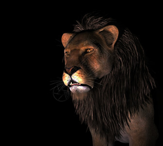 荒野愤怒的狮子在黑色背景愤怒的狮子插图在黑色背景侵略眼睛图片