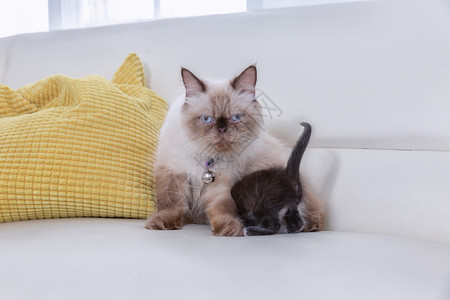 复制警报睡觉一群波斯小猫和妈睡在沙发上图片