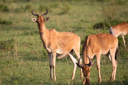 肯尼亚草原上的一些羚羊肯尼亚草地上的一些鹦鹉群中羚羊东美丽的预订图片