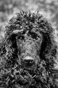 黑色的蓬松生物一只有表情的可爱黑小狗肖像图片