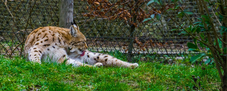 肉食欧亚Lynx躺在草地上舔毛清洗欧洲坐着图片