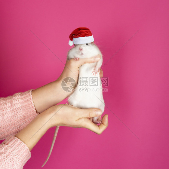 女手握着圣诞老人的一只有趣灰老鼠红帽子在粉背景快乐新年概念女士手握着灰老鼠红色的年轻蓬松图片