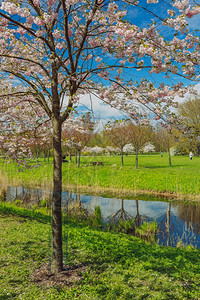 风景绽放拉托维亚市里加Sakuura公园樱花图片