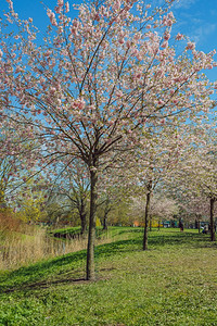 风景天堂樱花拉托维亚市里加Sakuura公园图片