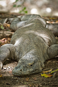 印度尼西亚林卡岛的Komodo龙危险捕食者亚洲图片
