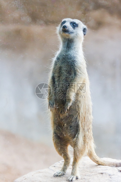 家庭生物沙漠猫鼬Surikate站在动物园里图片