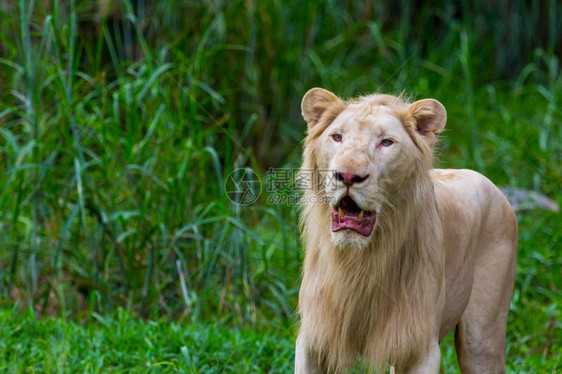户外大自然中的年轻白狮子栖息地肉食动物图片