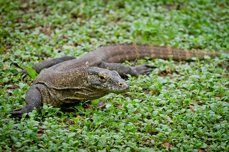 栖息地科莫多动物群印度尼西亚林卡岛的Komodo龙图片