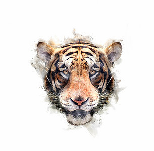 画动物脸老虎头的肖像水彩风格图片