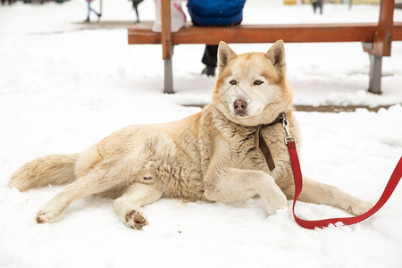 白色的纯种沙哑城市塞西拉脱维亚狗Husky和老城中心市视角2018年冬季图片
