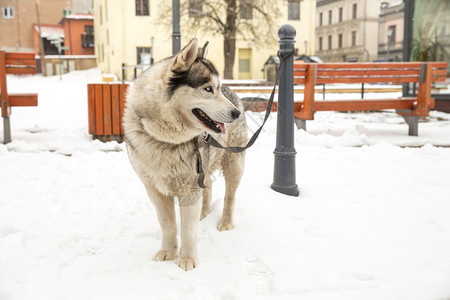 老的城市塞西拉脱维亚狗Husky和老城中心市视角2018年冬季看户外图片