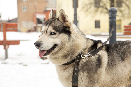 漂亮的城市塞西拉脱维亚狗Husky和老城中心市视角2018年冬季西伯利亚自然图片