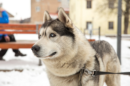 城市塞西拉脱维亚狗Husky和老城中心市视角2018年冬季毛皮寒冷的白色图片