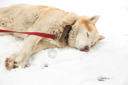 朋友西伯利亚纯种城市塞西拉脱维亚狗Husky和老城中心市视角2018年冬季图片