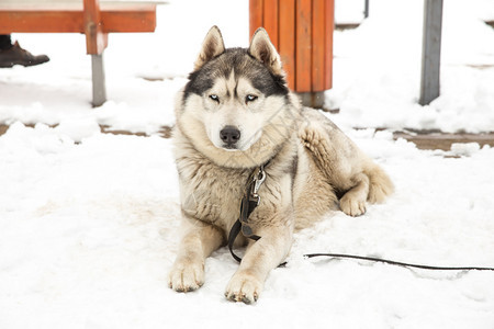 城市塞西拉脱维亚狗Husky和老城中心市视角2018年冬季纯种有趣的美丽图片