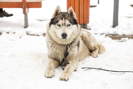 犬类城市塞西拉脱维亚狗Husky和老城中心市视角2018年冬季狼毛皮图片