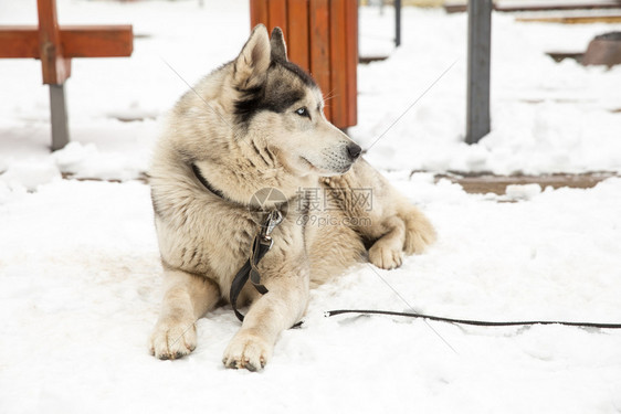 城市塞西拉脱维亚狗Husky和老城中心市视角2018年冬季犬类阿拉斯加西伯利亚图片