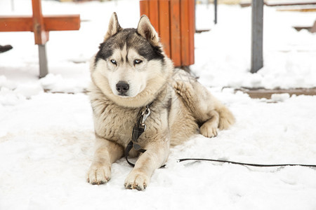 城市塞西拉脱维亚狗Husky和老城中心市视角2018年冬季白色的脸天图片