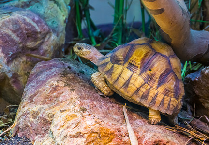 动物园成熟近距离关闭了一只阿戈诺卡乌龟严重濒危的海龟男图片