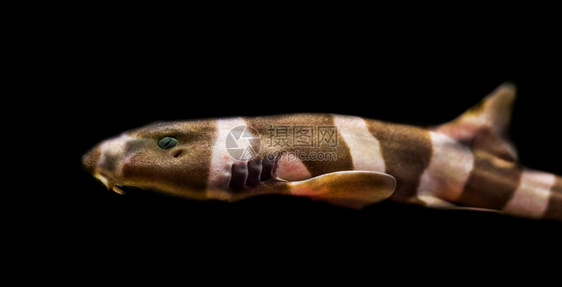 一种异国情调黑人背景的被孤立竹鲨来自太平洋的热带鱼类北海图片