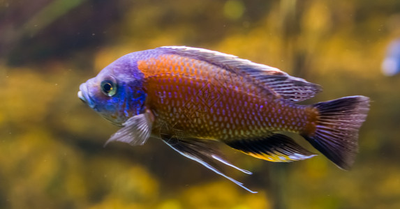 水产养殖紧闭的意大利顶红帽食沙鱼活跃的紫色和橙装饰水族馆宠物丰富多彩的鱼类粉色图片