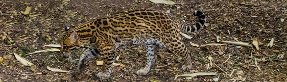 来自亚马孙盆地的野生北方虎猫捕捉了一只美洲狮里卡濒危哺乳动物图片