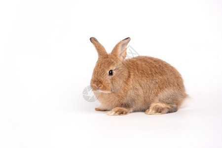 可爱的红褐兔子图片