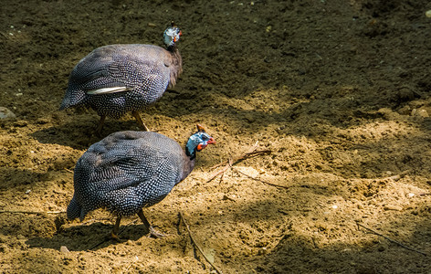 两对头戴盔的麦地禽一起在沙滩上行走来自非洲的广受欢迎热带鸟种沙漠异国情调动物园图片